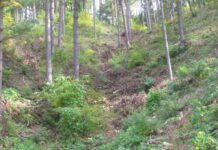 숲가꾸기, 생물다양성 증진 효과 커!