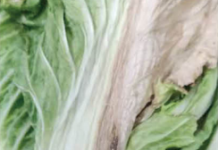 폭염·가뭄·국지적 호우 속 기술지원 총력, ‘여름배추’ 지킨다!