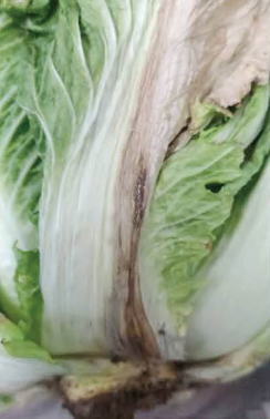 폭염·가뭄·국지적 호우 속 기술지원 총력, ‘여름배추’ 지킨다!