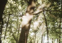 “아침 루틴 혁명: 하루를 건강하게 여는 새로운 습관” person holding black textile in forest during daytime